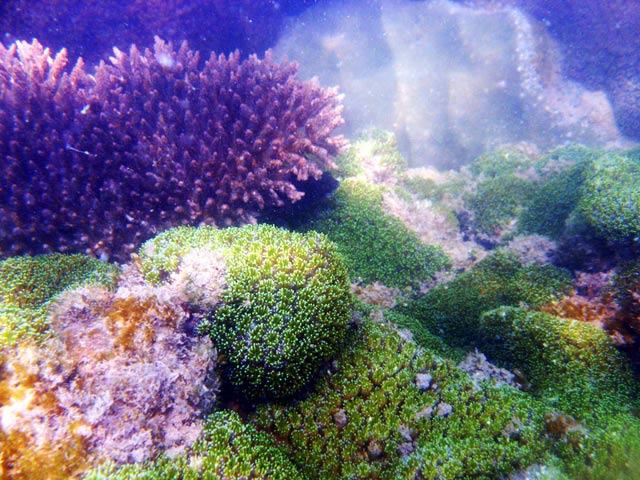 Foto Foto keindahan karang Pulo Dua yang tidak kalah dengan Raja Ampat.