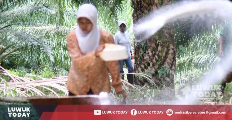 Foto Evaluasi Perizinan Serta Peningkatan Produktivitas Perkebunan Sawit pada 19 September 2019”