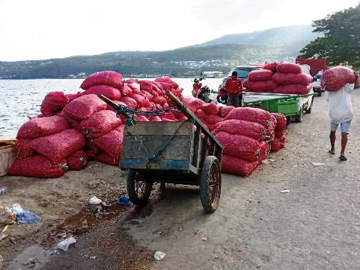 Proses bongkar muat 27 ton bawang merah di Pasar Simpong Luwuk, Kamis (7/11/2019). Foto : Jebi/LT