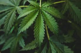 Foto Usulan Jadi Komuditas Ekspor, Politisi PDIP: Ganja Memilik Dampak Mudharat Dibanding Manfaat